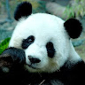 Meet your Posher, Thomas